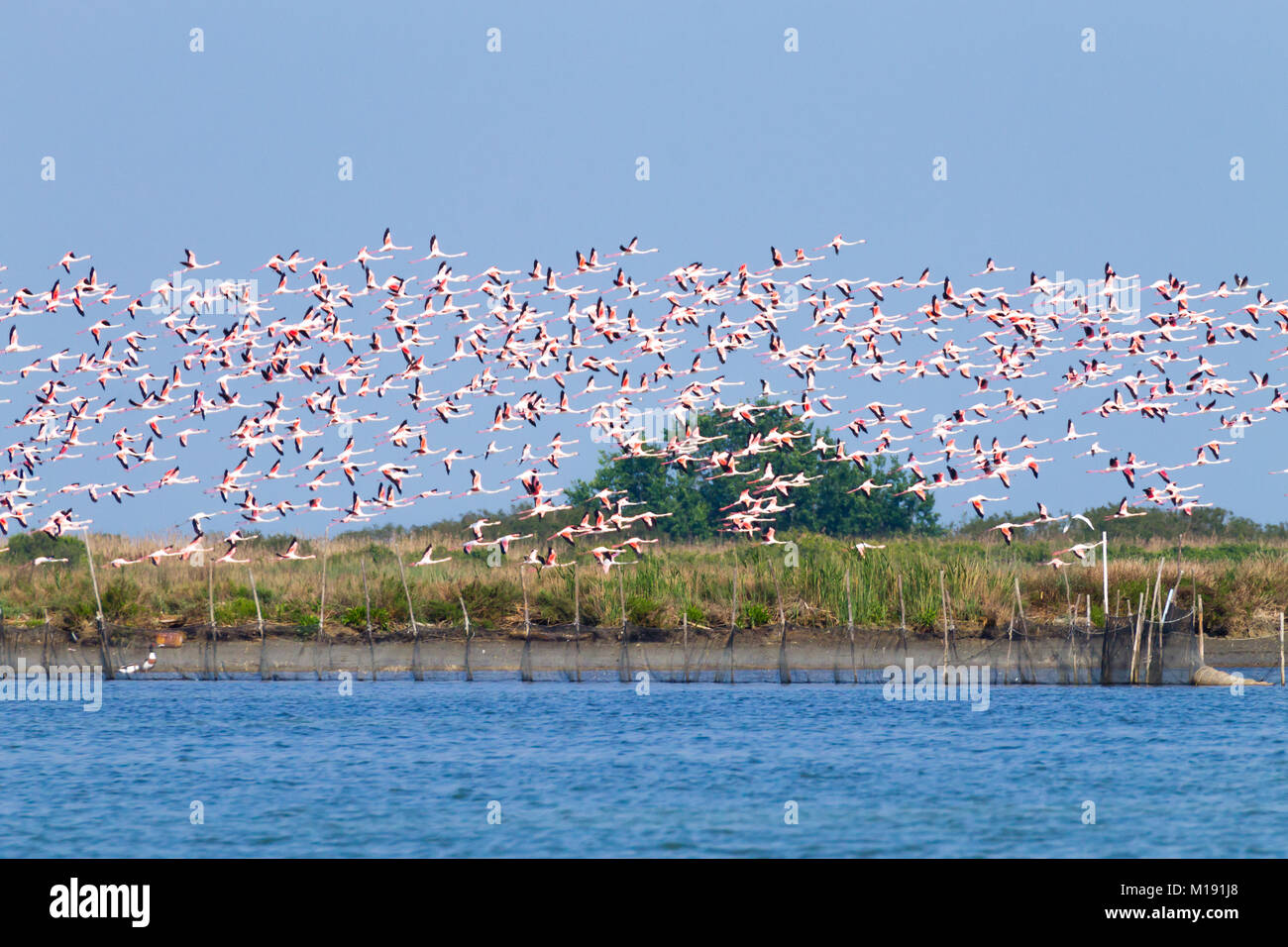 Stormo di fenicotteri rosa da "Delta del Po' laguna, Italia. Panorama della natura Foto Stock