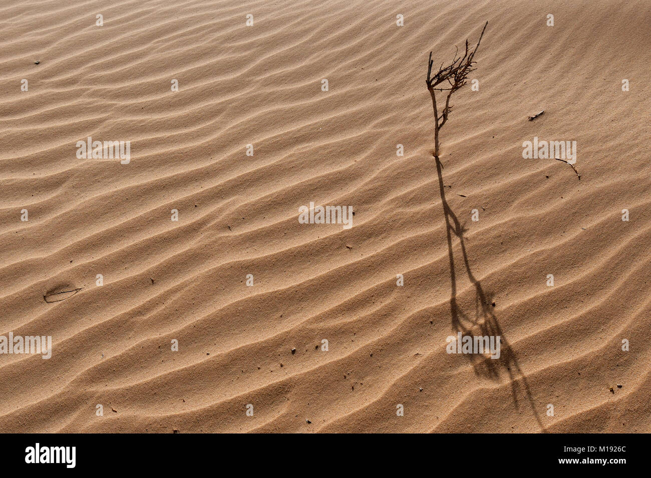 Scenario desertico e il paesaggio con il deserto di sabbia e formazioni rocciose Foto Stock