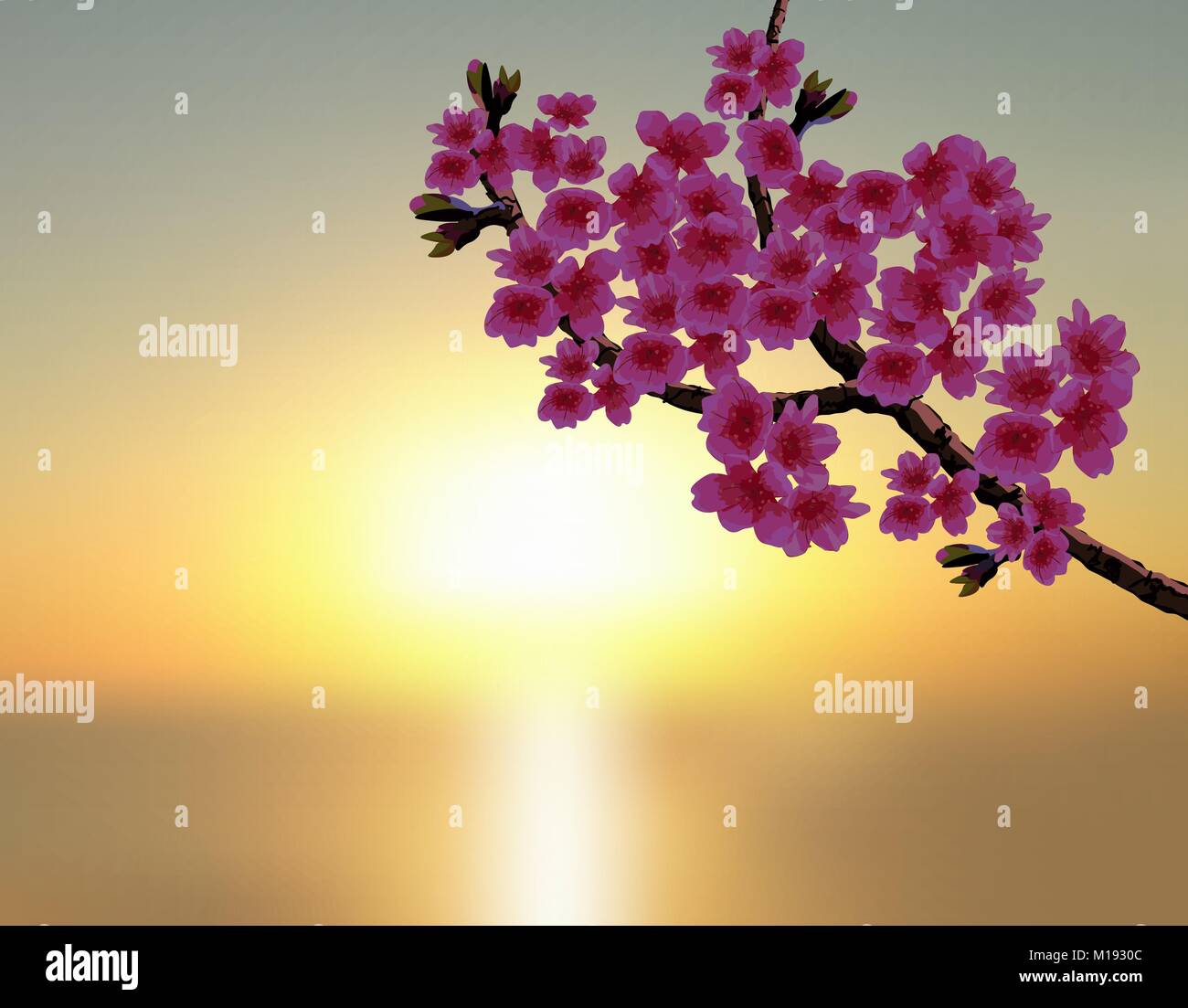 Sakura sullo sfondo di un bel tramonto. Un lussureggiante ramo curvo di una fioritura ciliegio con fiori viola e boccioli. illustrazione Illustrazione Vettoriale