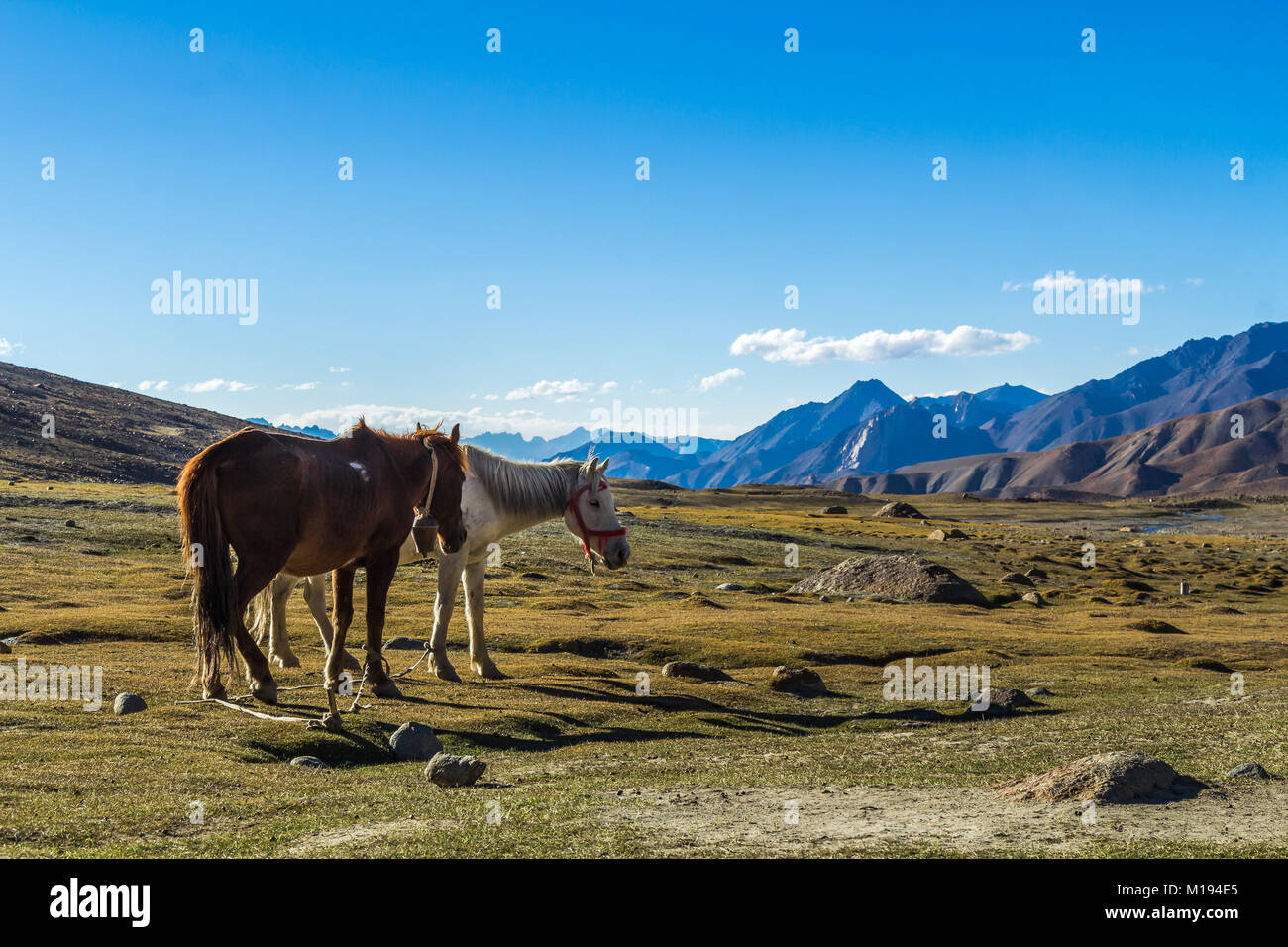 Muli e asini sono la fonte primaria per trasportare il carico in alta quota Trekking in Ladakh adventureancientasiabackgroundbeautifulbluebrowncloudcolddonke Foto Stock