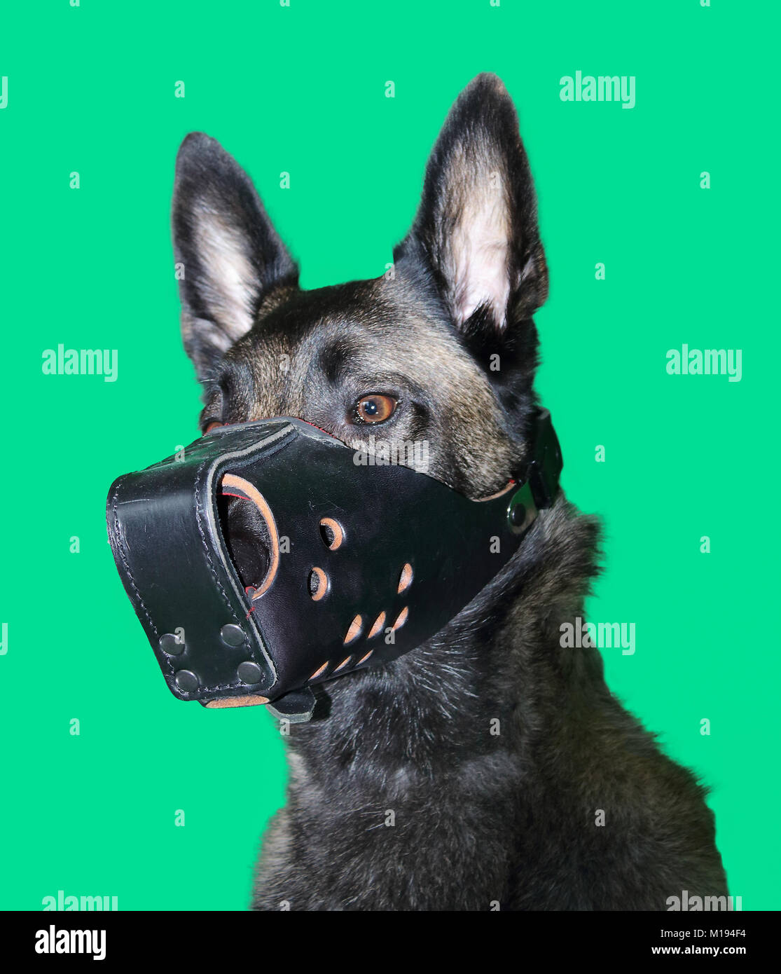 Un ritratto del belga Malinois cane pastore indossando un blindato volata per il lavoro del responsabile sicurezza su sfondo verde Foto Stock