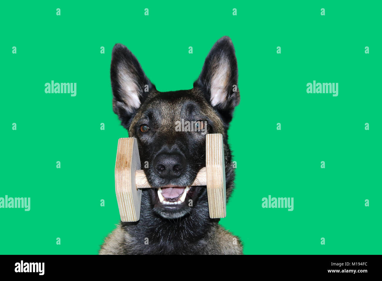 Un ritratto del belga Malinois cane pastore con un manubrio di legno tra i denti per l'oggetto portatile , sport e cane la concorrenza sul verde bac Foto Stock