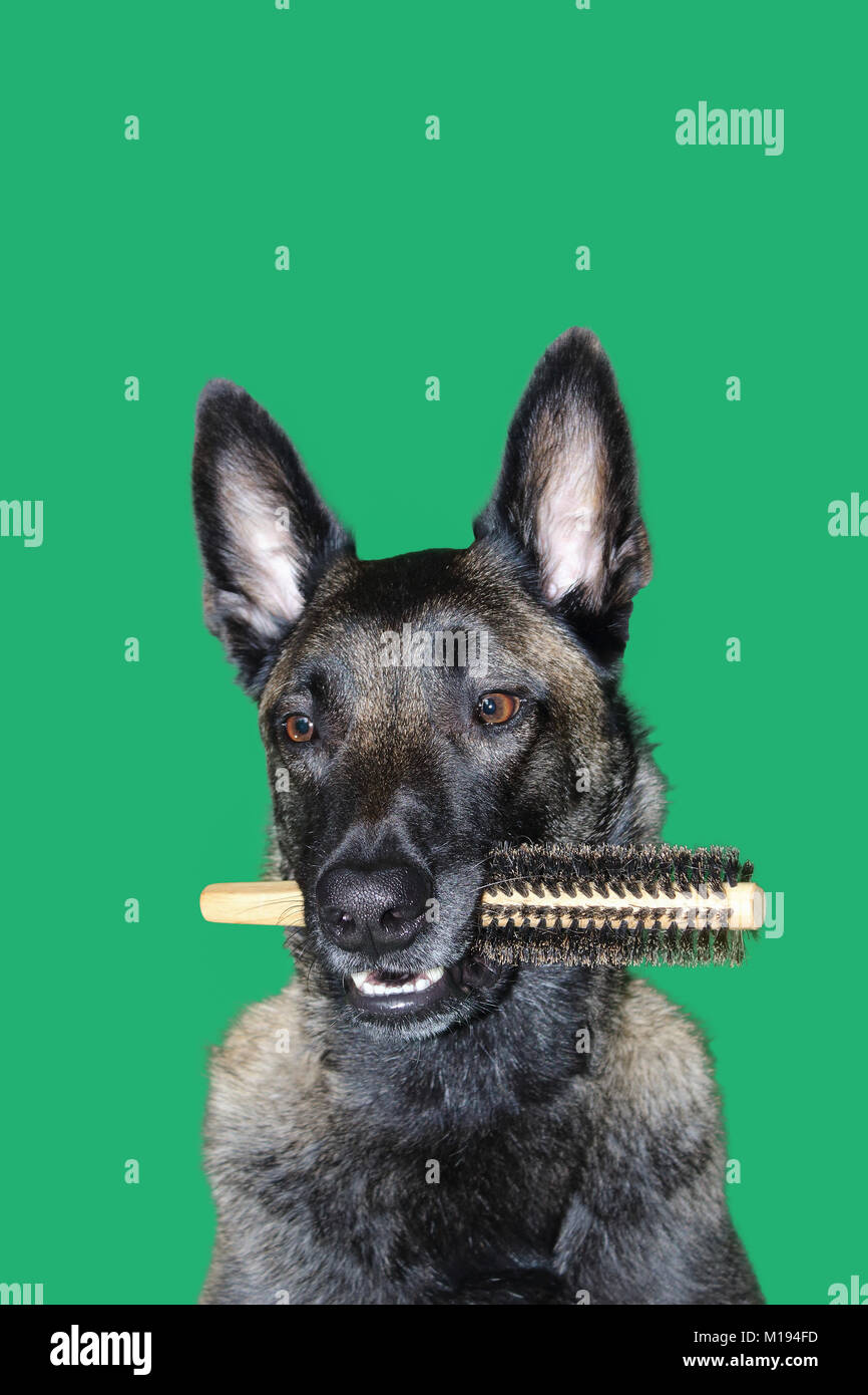 Un ritratto del belga Malinois cane pastore con una spazzola per capelli tra i denti per igiene, la cura dei capelli e del cane per acconciatura su sfondo verde Foto Stock