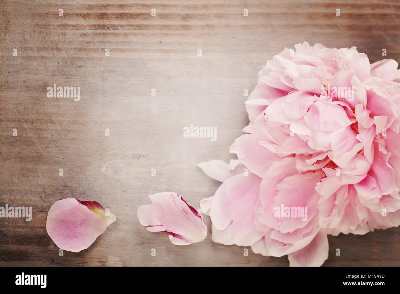 Di un bel colore rosa peonia fiore su Vintage Sfondo di legno Foto stock -  Alamy