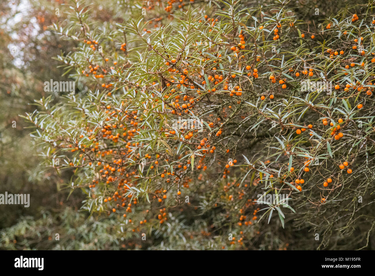 Hippophae rhamnoides nota - bacche di olivello spinoso - Boccole in crescita nel Regno Unito Foto Stock