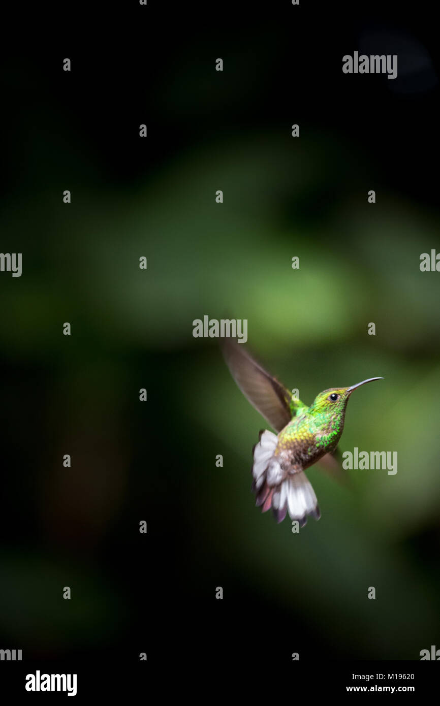 Hummingbird in Costa Rica, sfondo scuro Foto Stock