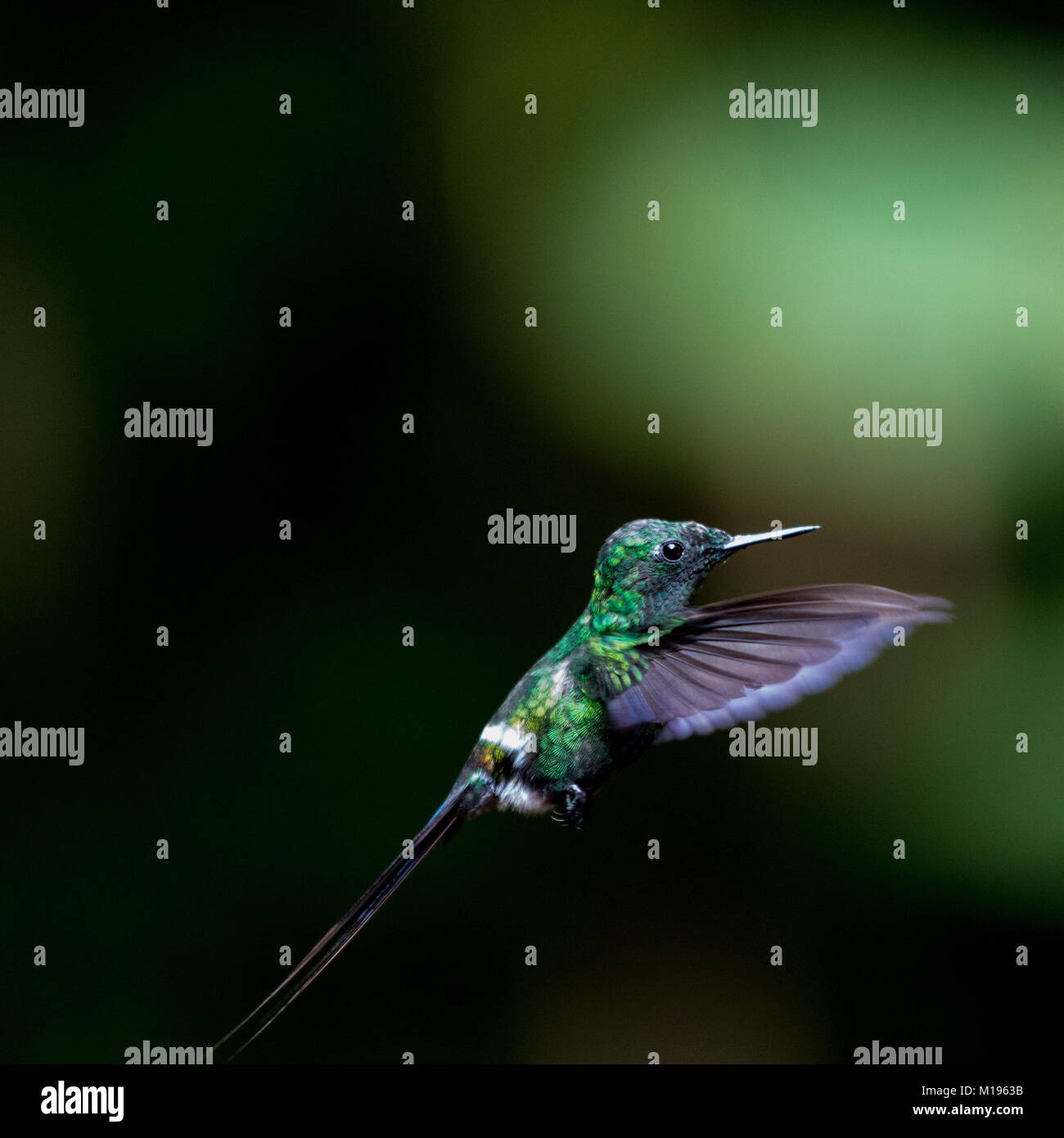 Hummingbird in Costa Rica, sfondo scuro Foto Stock