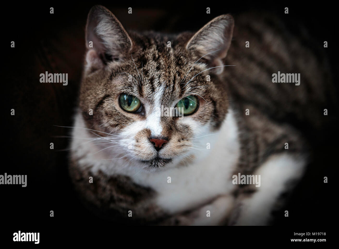 Un gatto sdraiato guardando nella telecamera Foto Stock