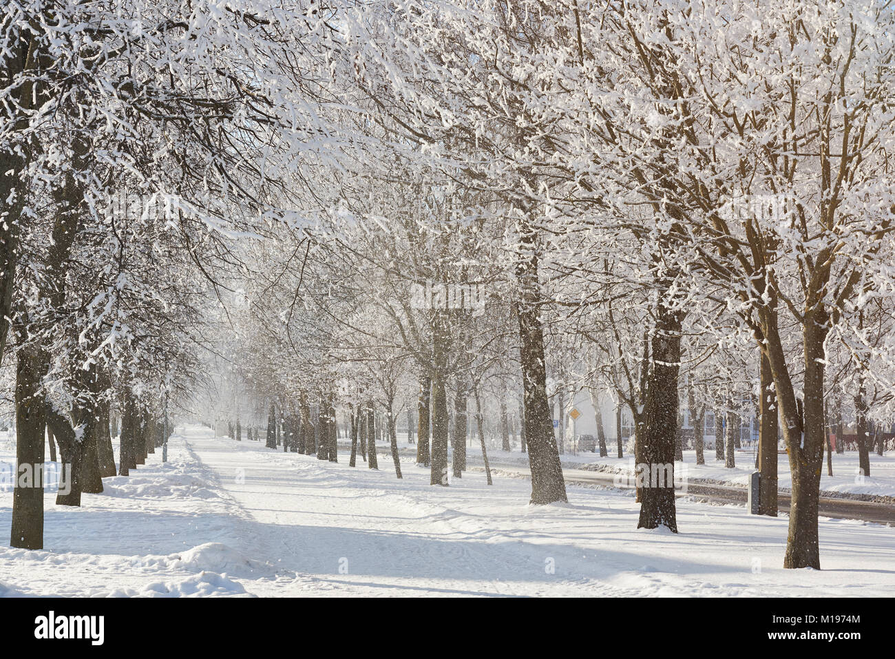 Nevoso inverno alley percorso sulla giornata di sole. Nevicate in inverno freddo giorno Foto Stock