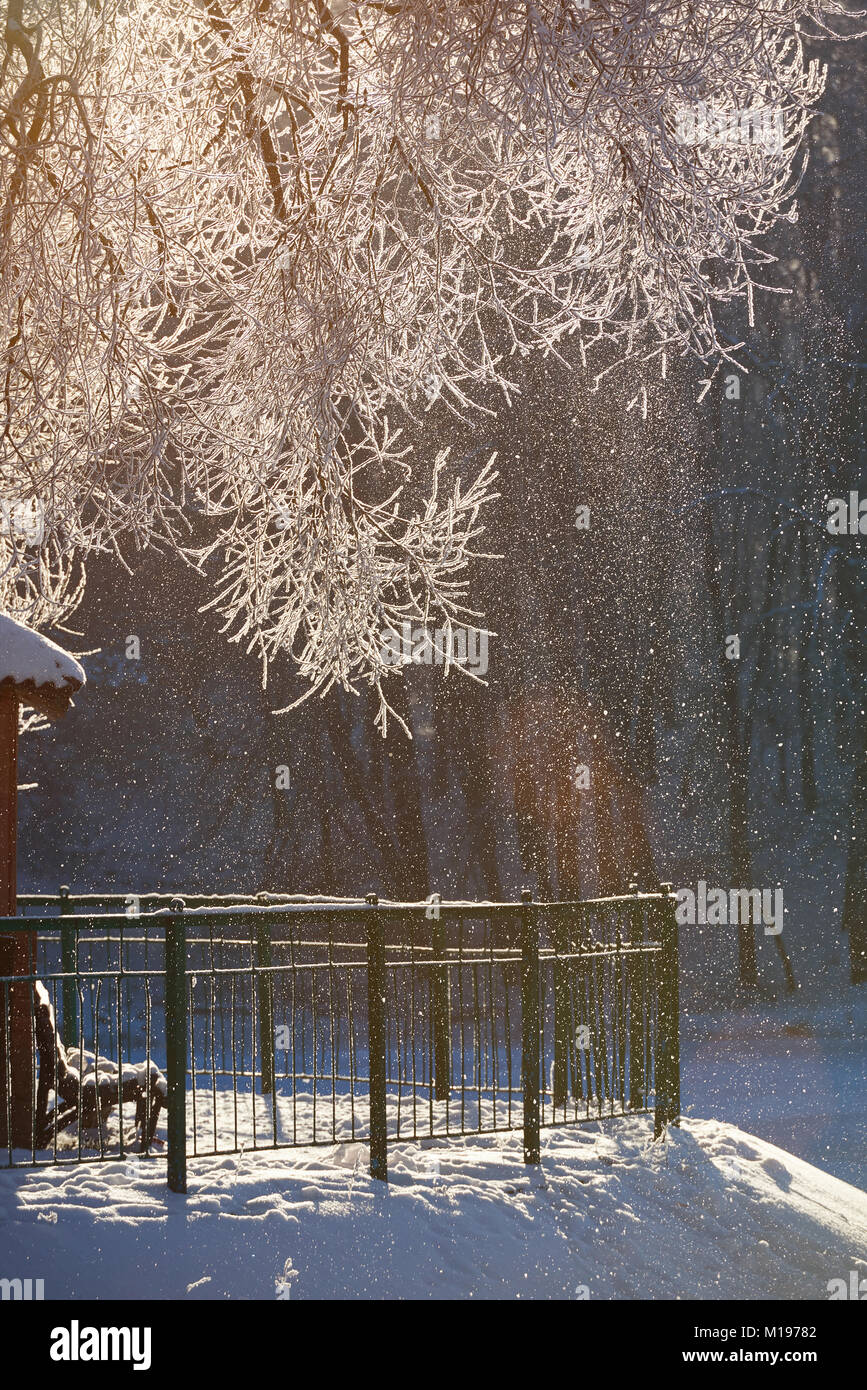 Banco sotto grandi alberi congelati. La caduta della neve in inverno parco giardino Foto Stock