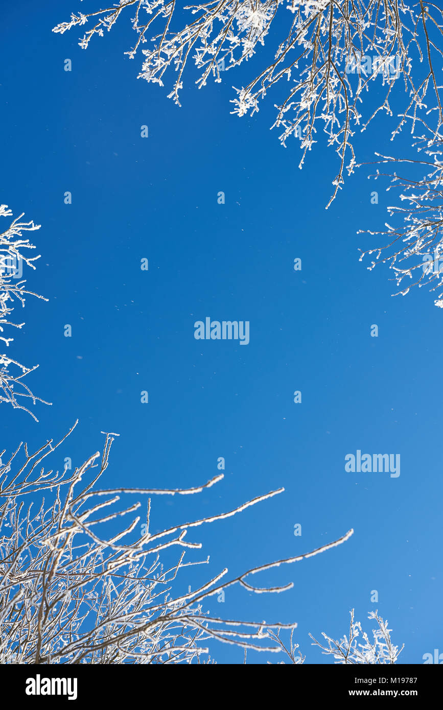 Blu cielo d'inverno sfondo con rami di alberi coperti di neve vista dal basso Foto Stock