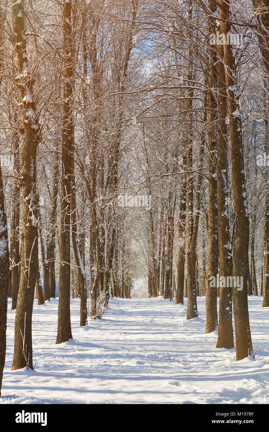 Inverno tree alley sulla giornata di sole. Stagione invernale sullo sfondo Foto Stock