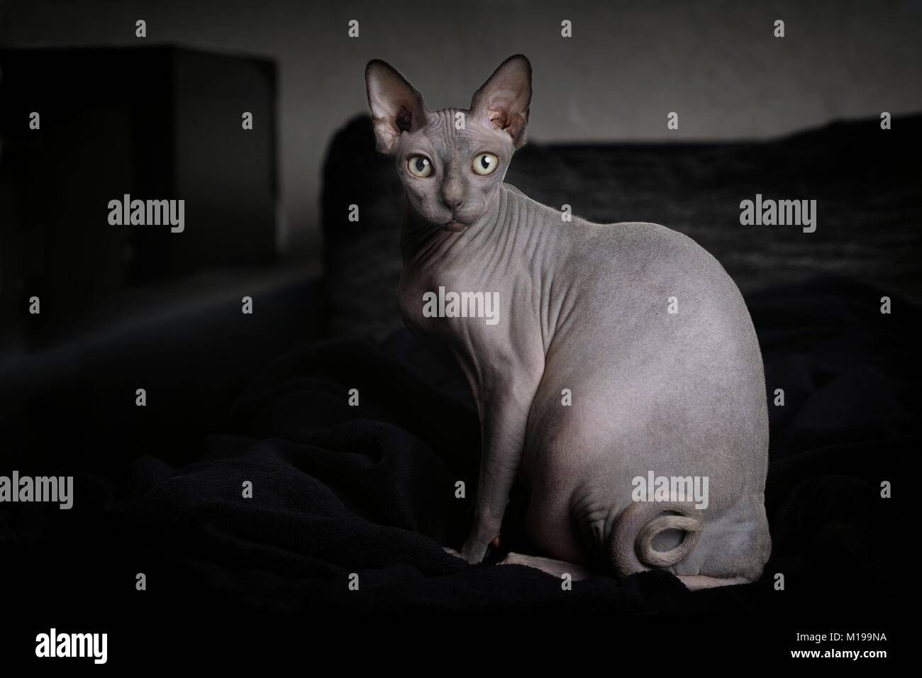 Ritratto di un grigio sphynx cat in ambiente domestico Foto Stock