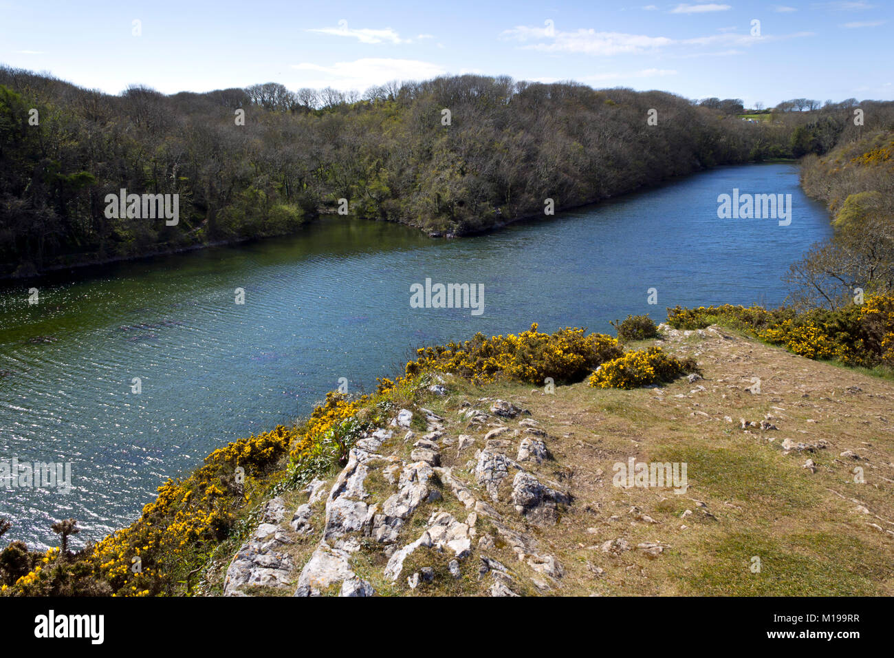 Bosherston stagni di fior di loto deserte in sole primaverile, Bosherston, Pembrokeshire, Wales, Regno Unito Foto Stock