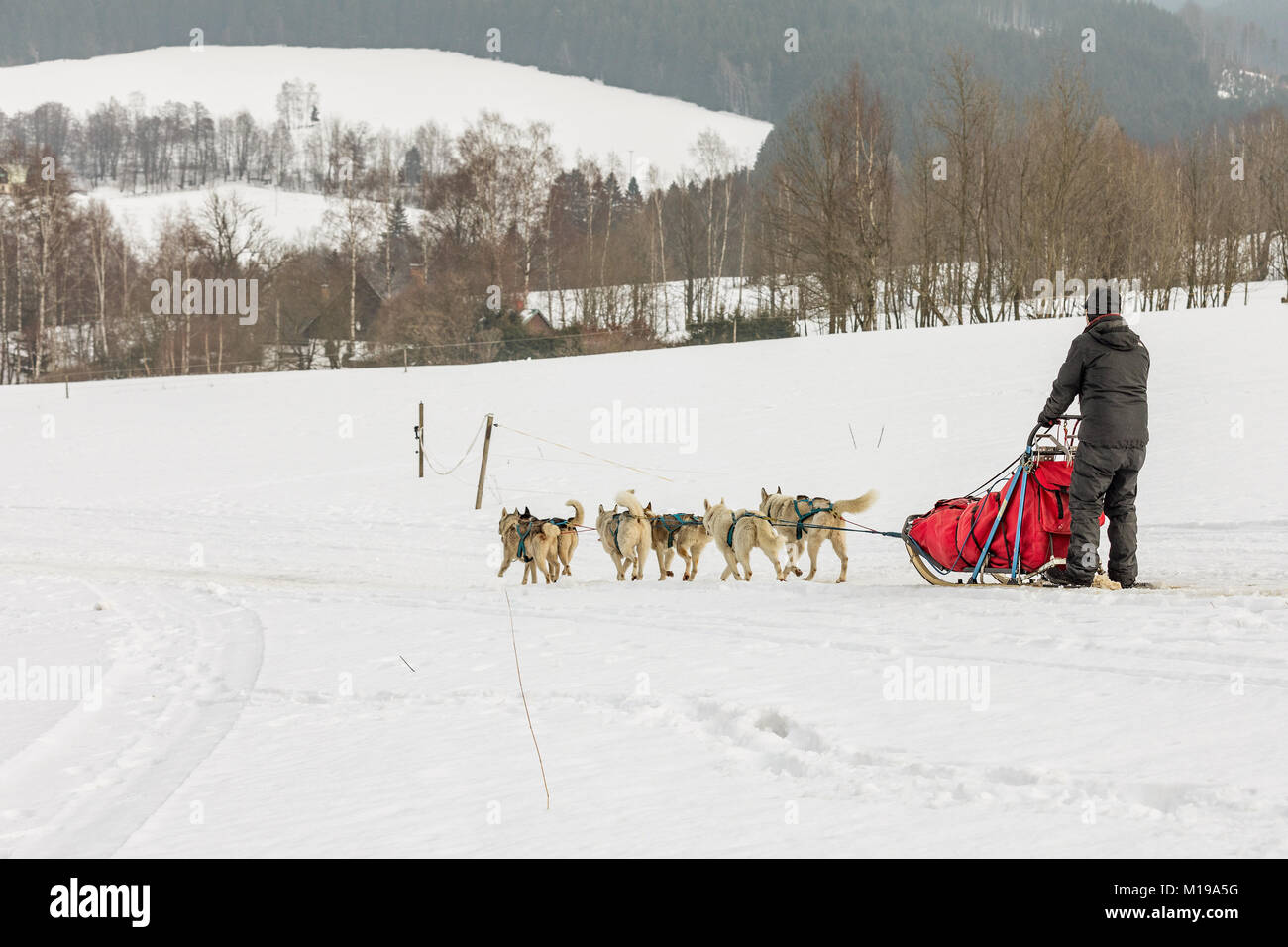 Husky di cani in un team nel paesaggio invernale. Gruppo di cani husky. Un gruppo di segugi di cani di razze di cani. Foto Stock