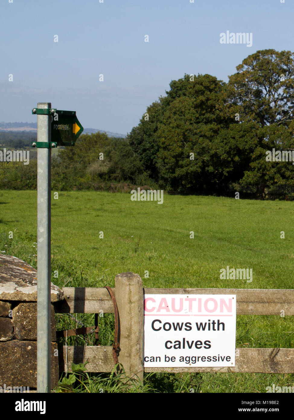 Vacche con vitelli può essere aggressivi segno di avvertimento Foto Stock