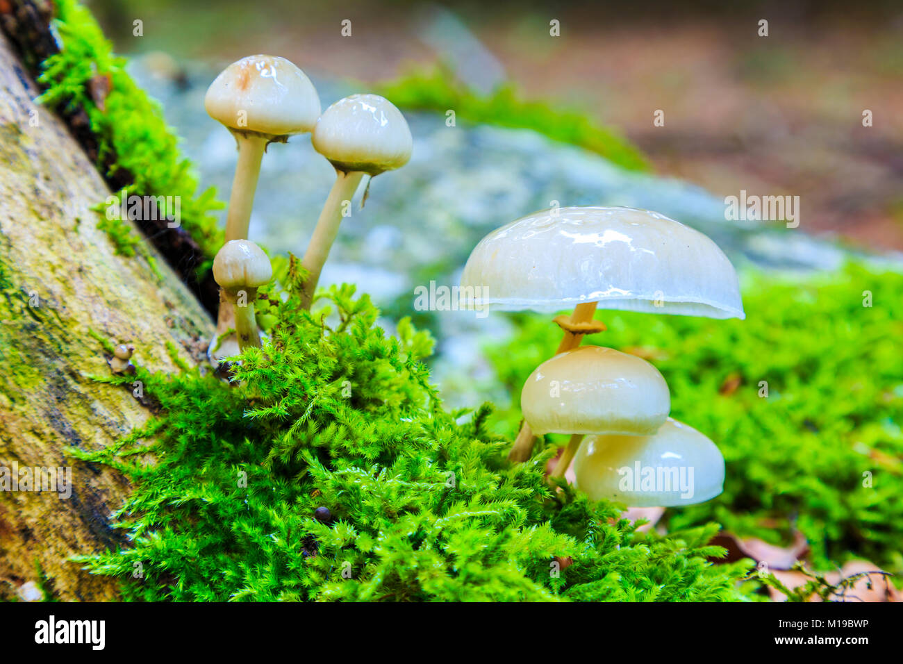 Fungo di porcellana (Oudemansiella mucida). Percorso Otsaportillo. Urbasa-Andia parco naturale. Navarra, Spagna, Europa. Foto Stock