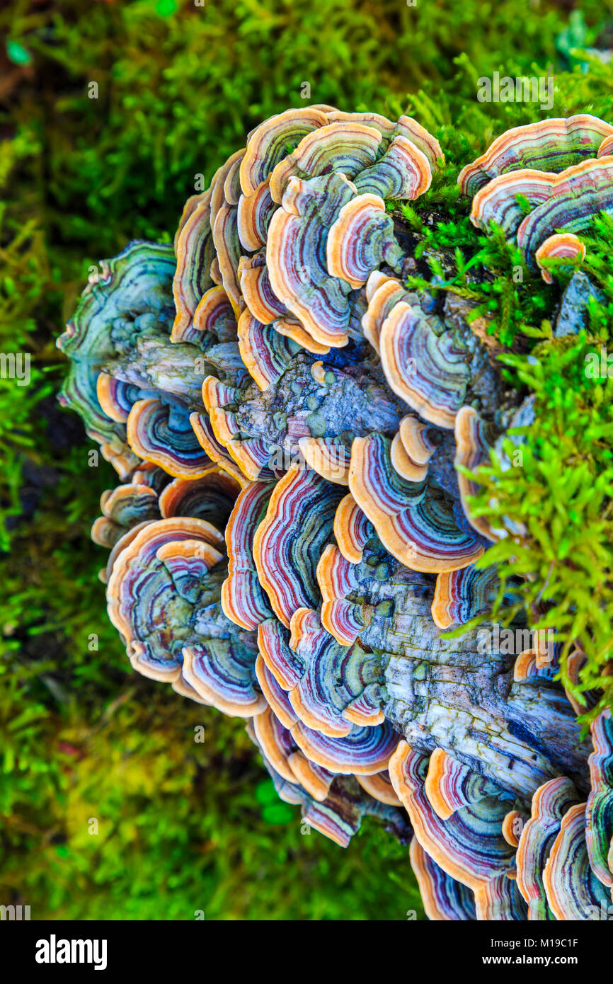 La Turchia di coda (fungo Trametes versicolor). Foto Stock
