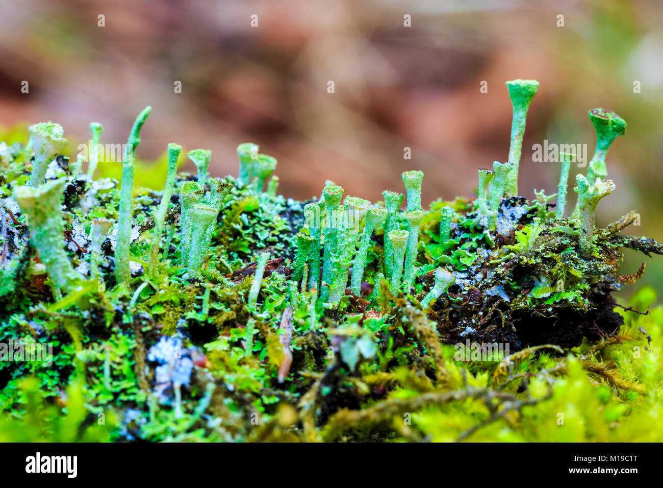Cladonia lichen (Cladonia sp.). Foto Stock