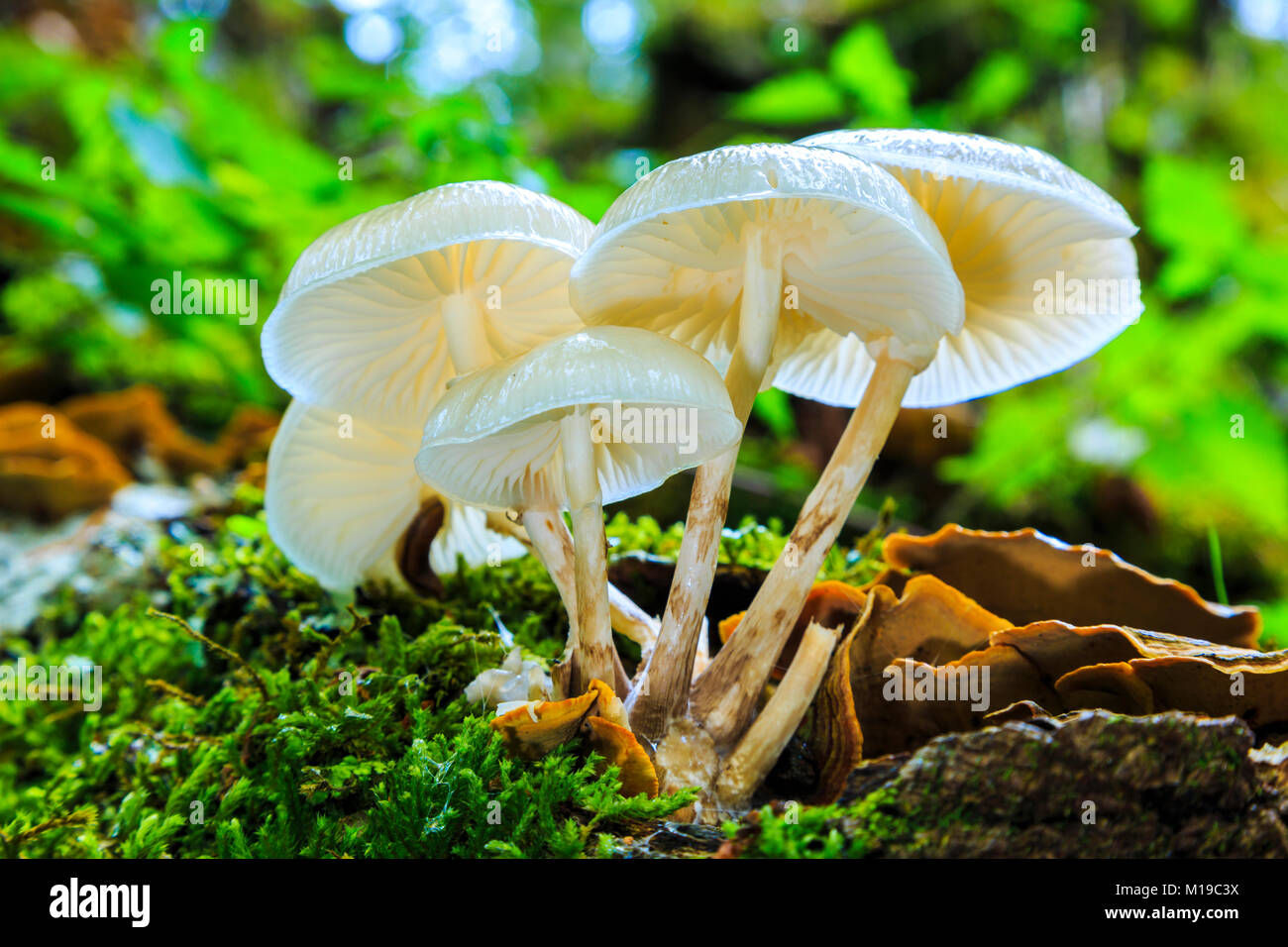 Fungo di porcellana (Oudemansiella mucida). Percorso Otsaportillo. Urbasa-Andia parco naturale. Navarra, Spagna, Europa. Foto Stock