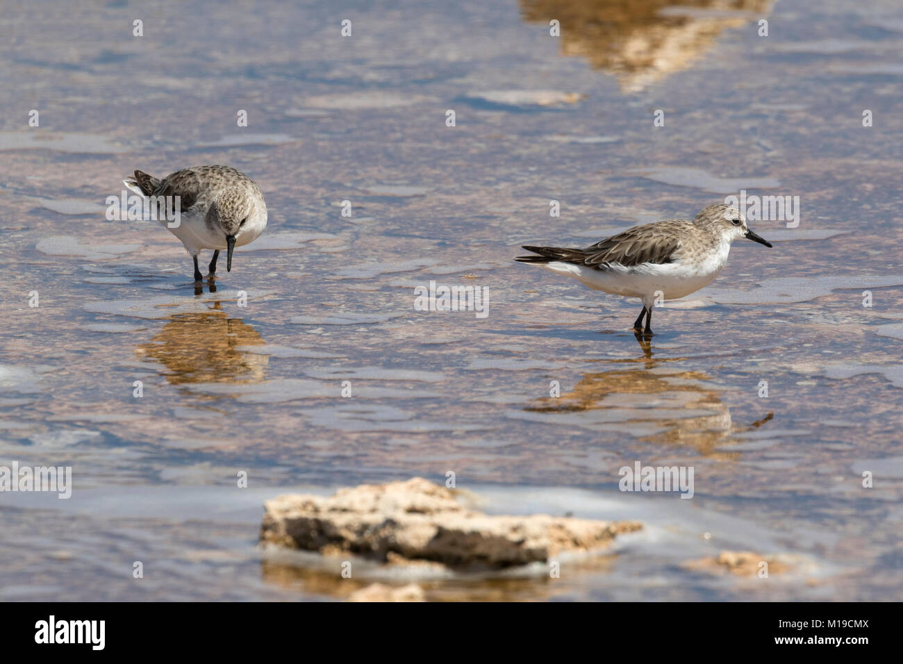 Rosso Colli (stint Calidris ruficollis) sull'Isola di Rottnest, Perth, Western Australia Foto Stock