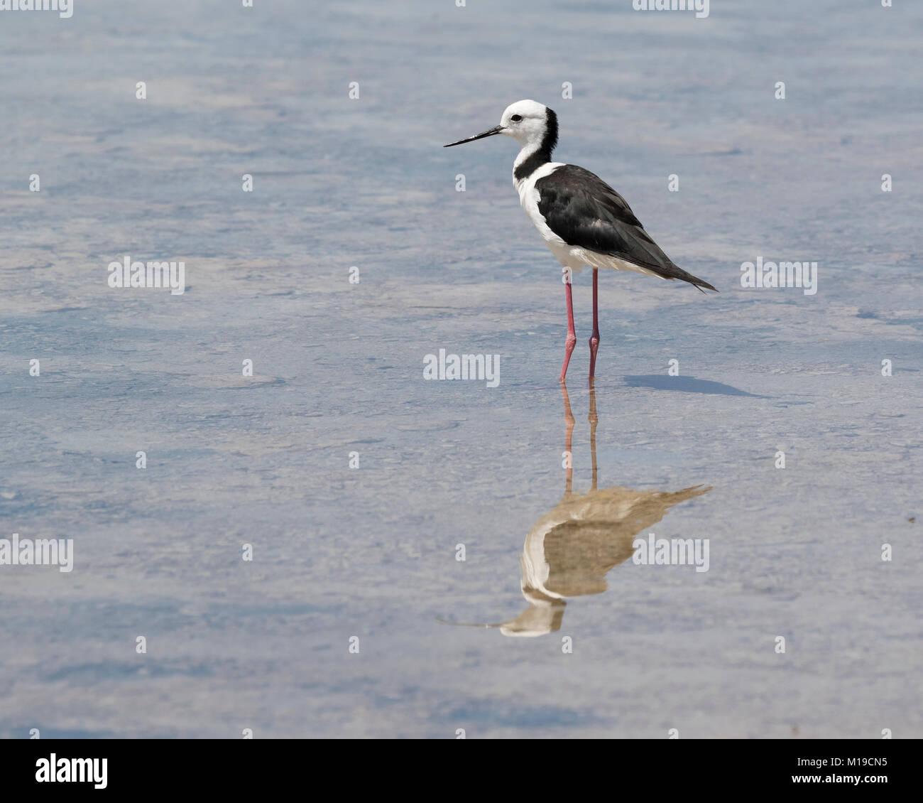 Un Black-winged Stilt (Himantopus himantopus) in corrispondenza del bordo di un sale laguna d'acqua sull'Isola di Rottnest, Perth, Western Australia Foto Stock