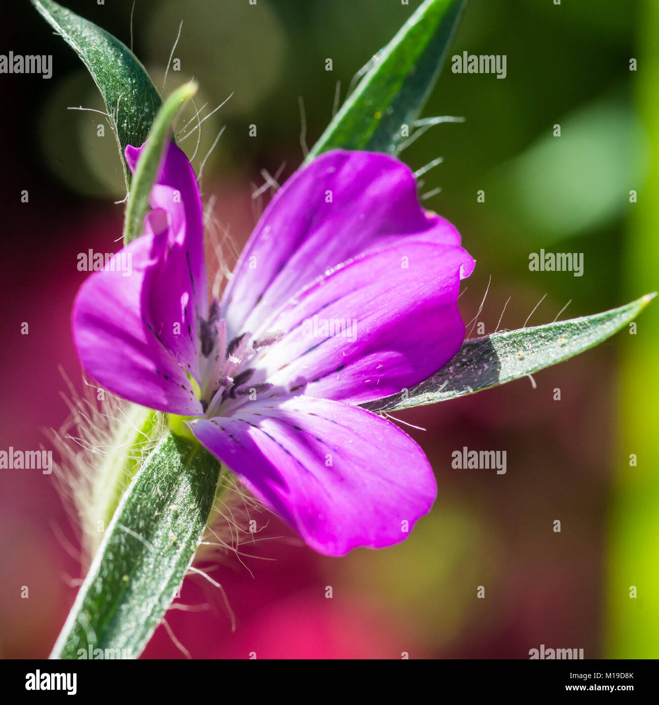 Una macro shot di mais porpora cockle bloom. Foto Stock