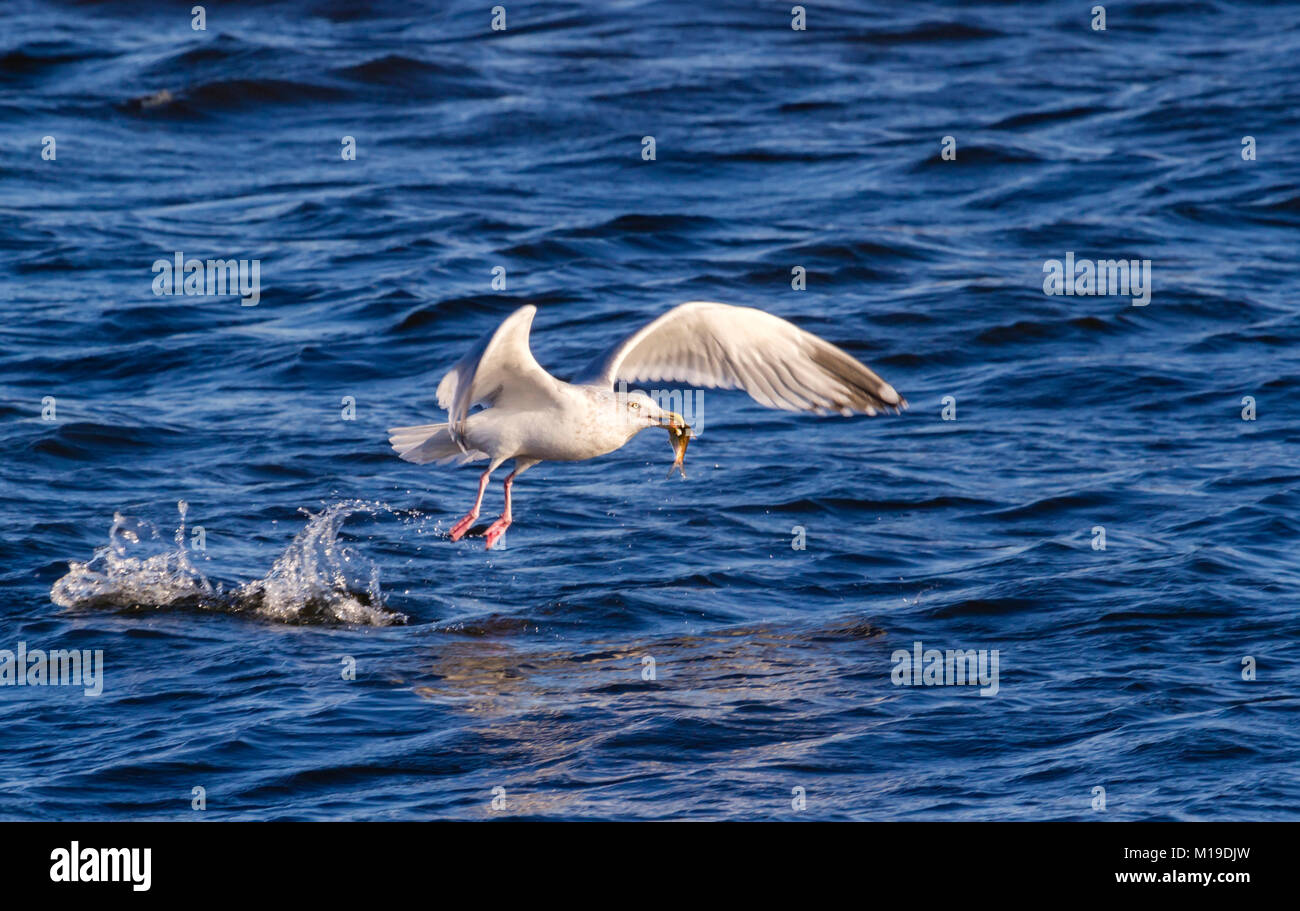 American Aringa Gabbiano (Larus argentatus) snappig pesci del fiume Mississippi Foto Stock