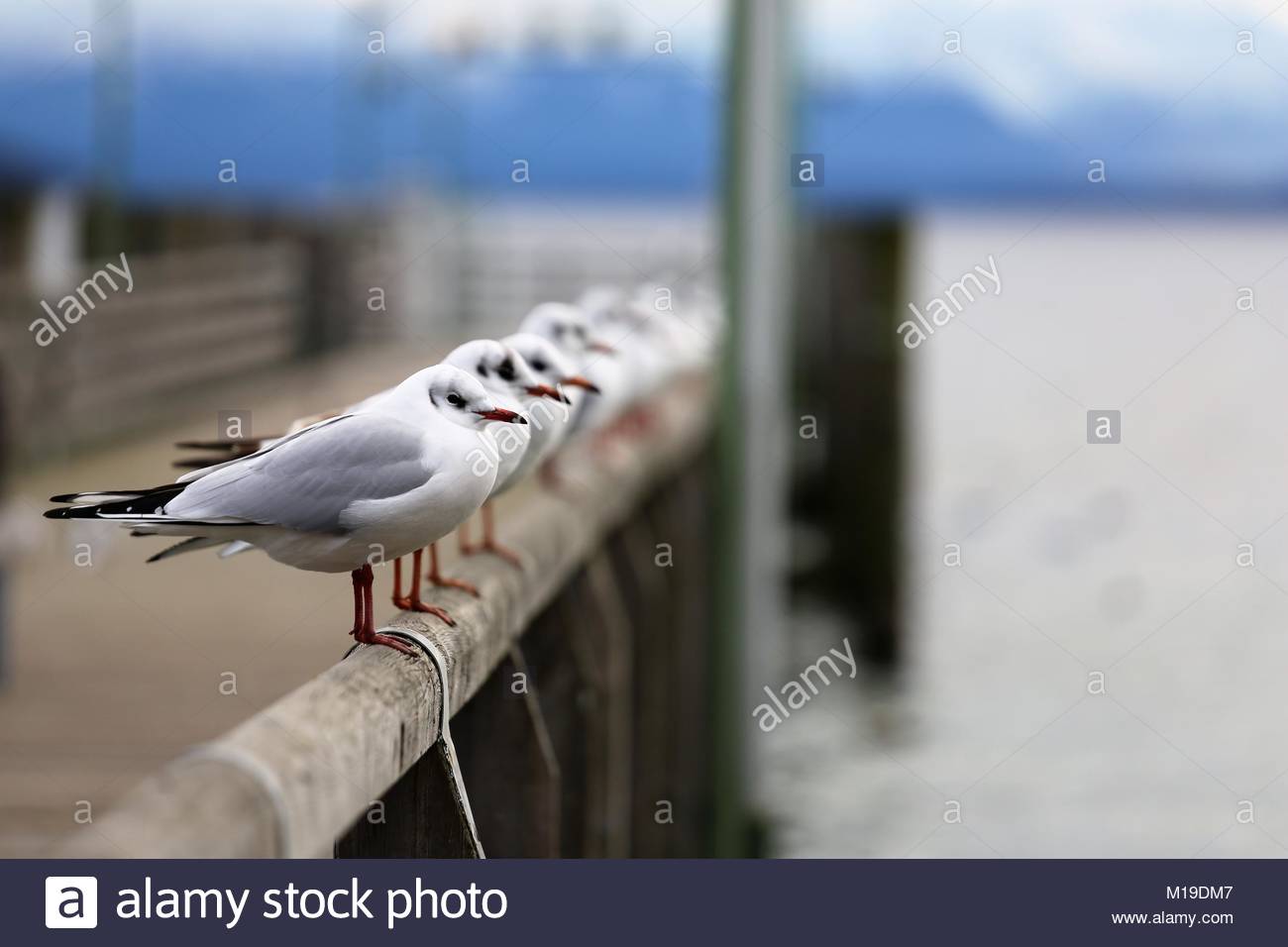 Un gruppo di gabbiani in una linea su un telaio di legno sulle rive del lago di Stanberg a sud di Monaco di Baviera, Germania Foto Stock