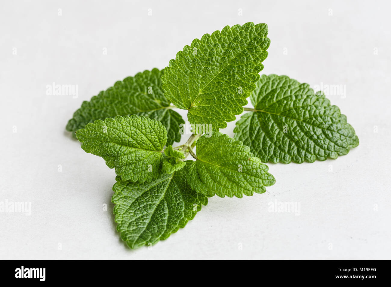 Melissa officinalis isolato Foto Stock
