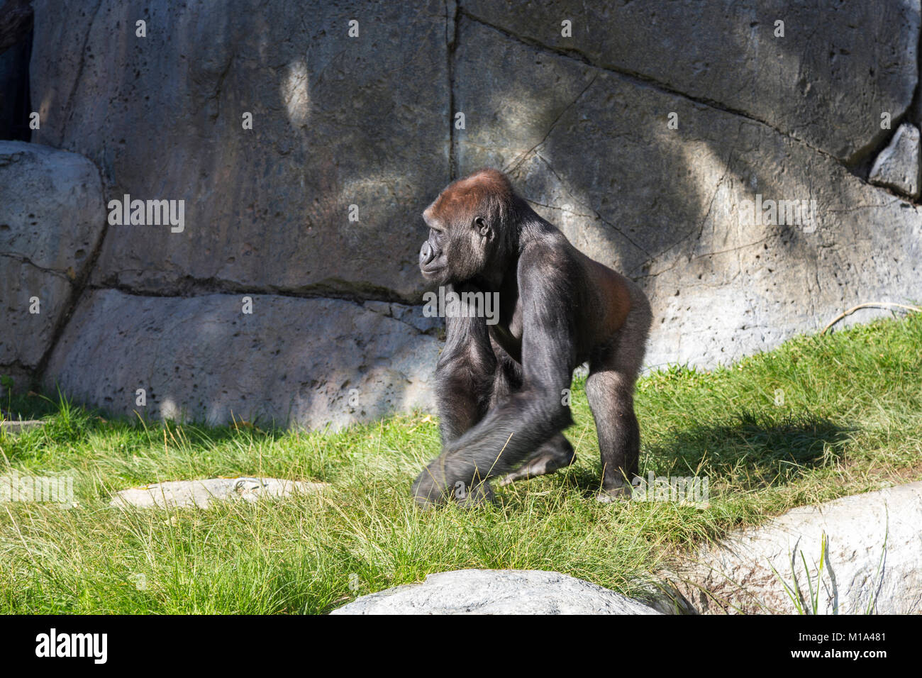 Malinconici Sub Sahariana Gorilla africani (Gorilla Beringei) passeggiate all'interno di animali selvatici del contenitore di habitat in San Diego Zoo Foto Stock