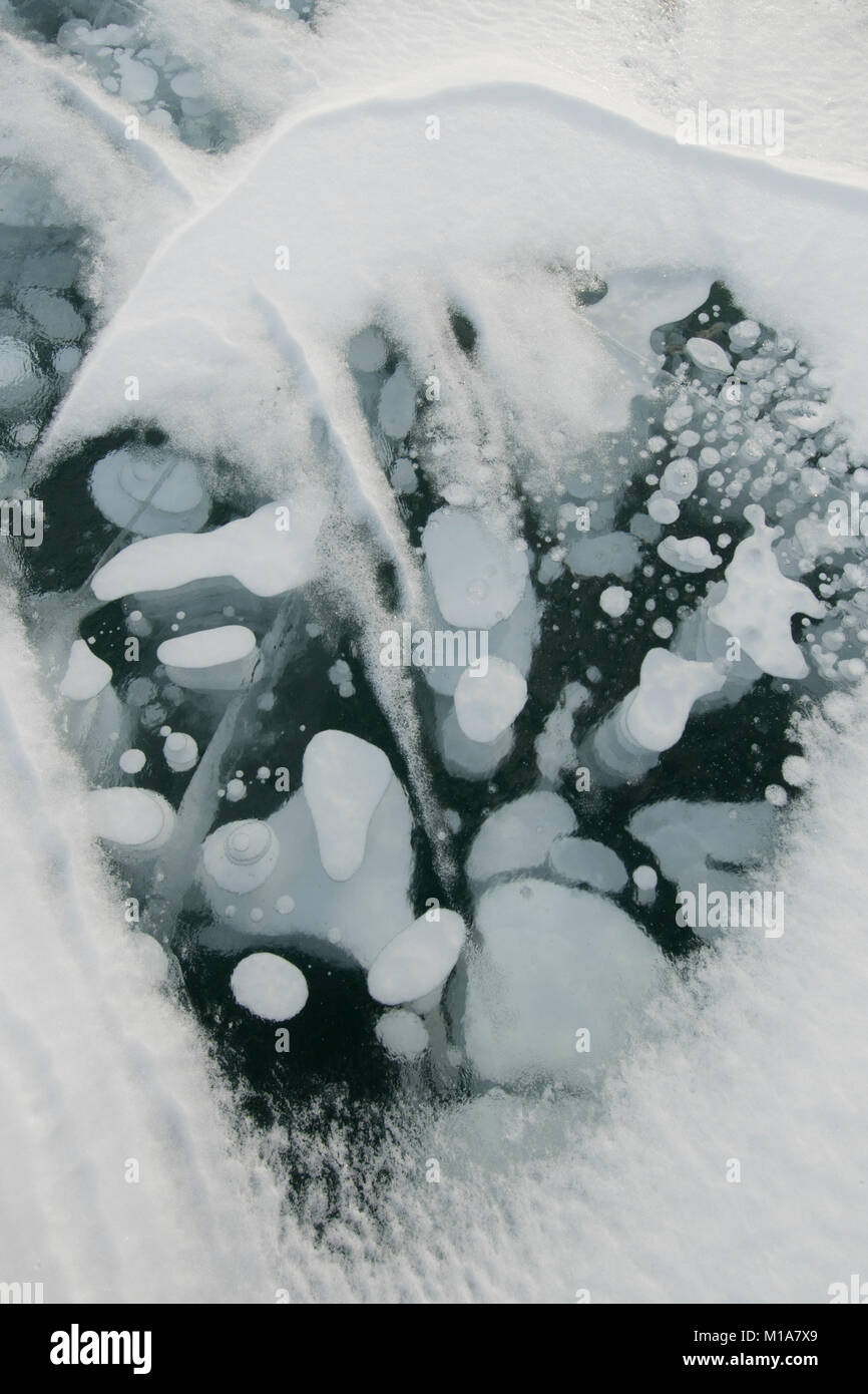 Congelati bolle di metano, inverno, Abramo Lago, Canadian Rockies, Alberta, Canada Foto Stock