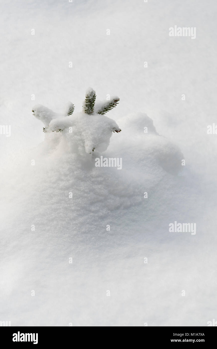 Coperte di neve Piantina di conifere, inverno, Canadian Rockies, Alberta, Foto Stock