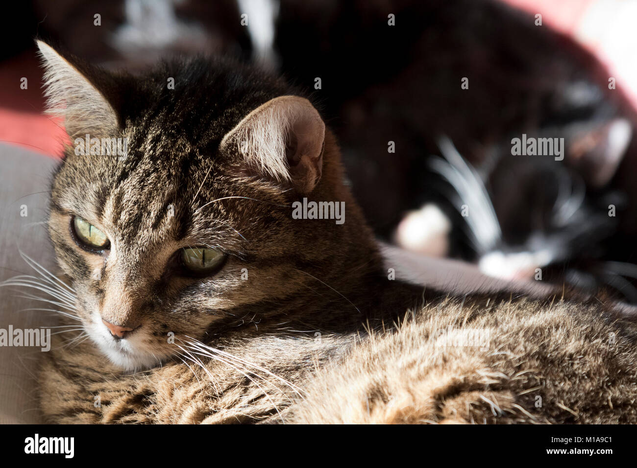 Tabby e bianco e nero cat insieme Foto Stock