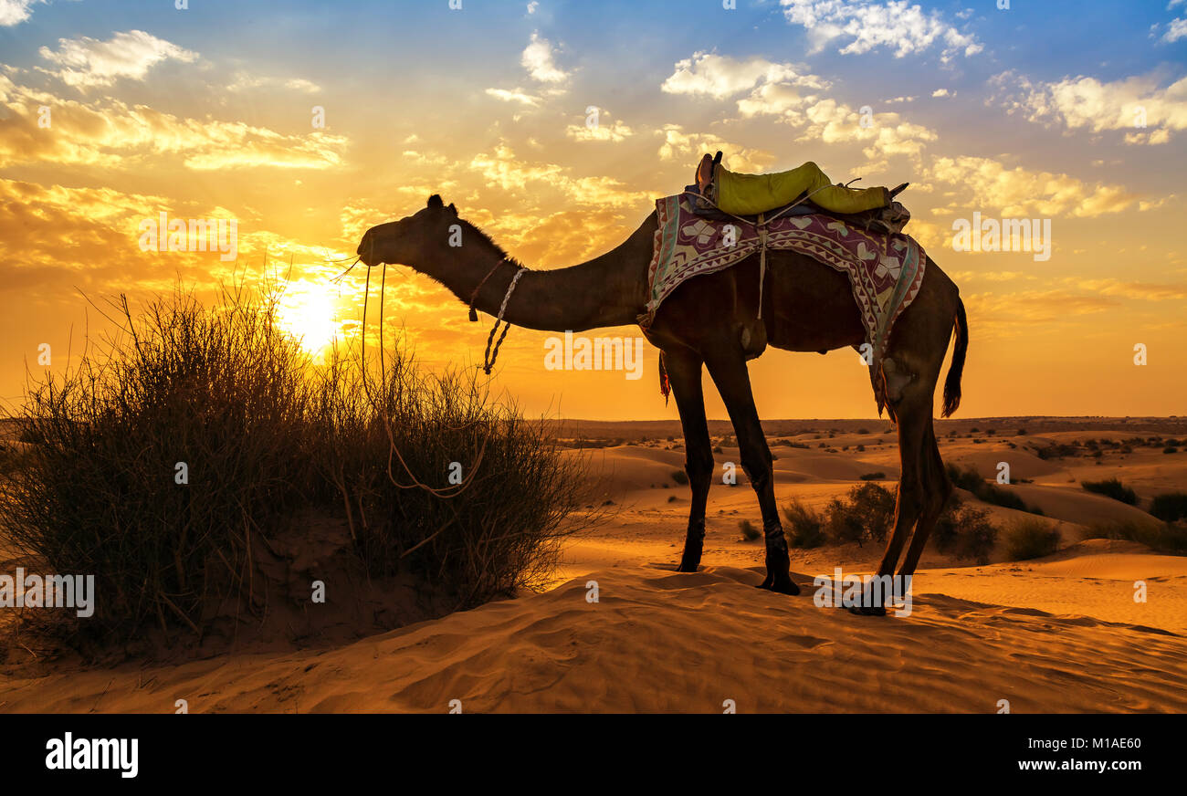 Cammello al deserto di Thar Jaisalmer Rajasthan al tramonto con vibrante moody sky Foto Stock