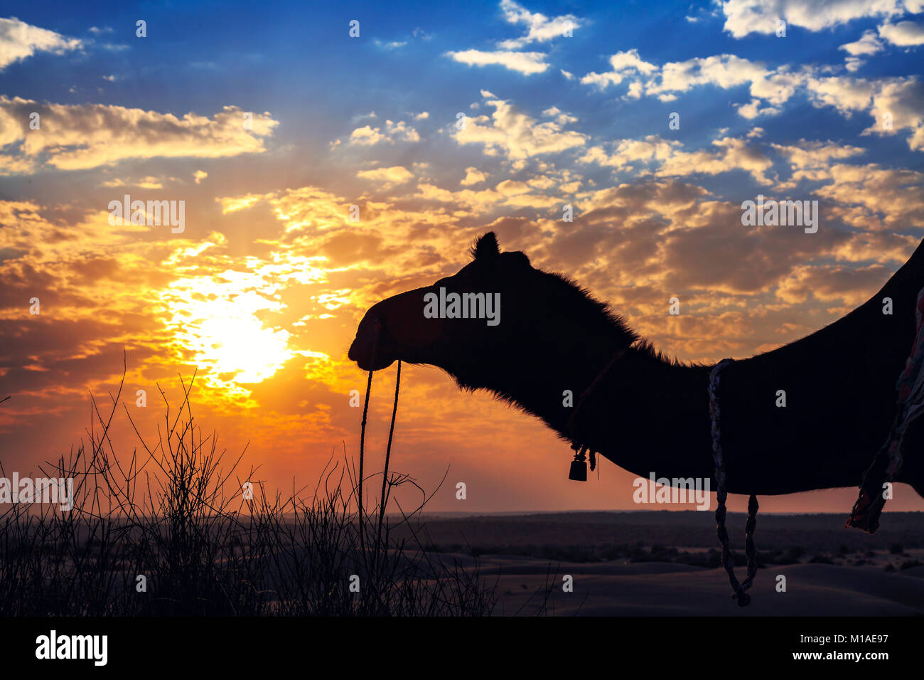 Silhouette di cammello al tramonto nel deserto di Thar Jaisalmer, Rajasthan in India. Foto Stock