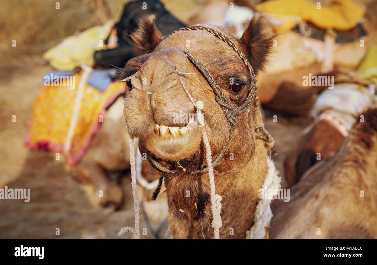 Indian camel vista ravvicinata shot presso un villaggio rurale vicino al deserto di Thar Jaisalmer, Rajasthan. Foto Stock