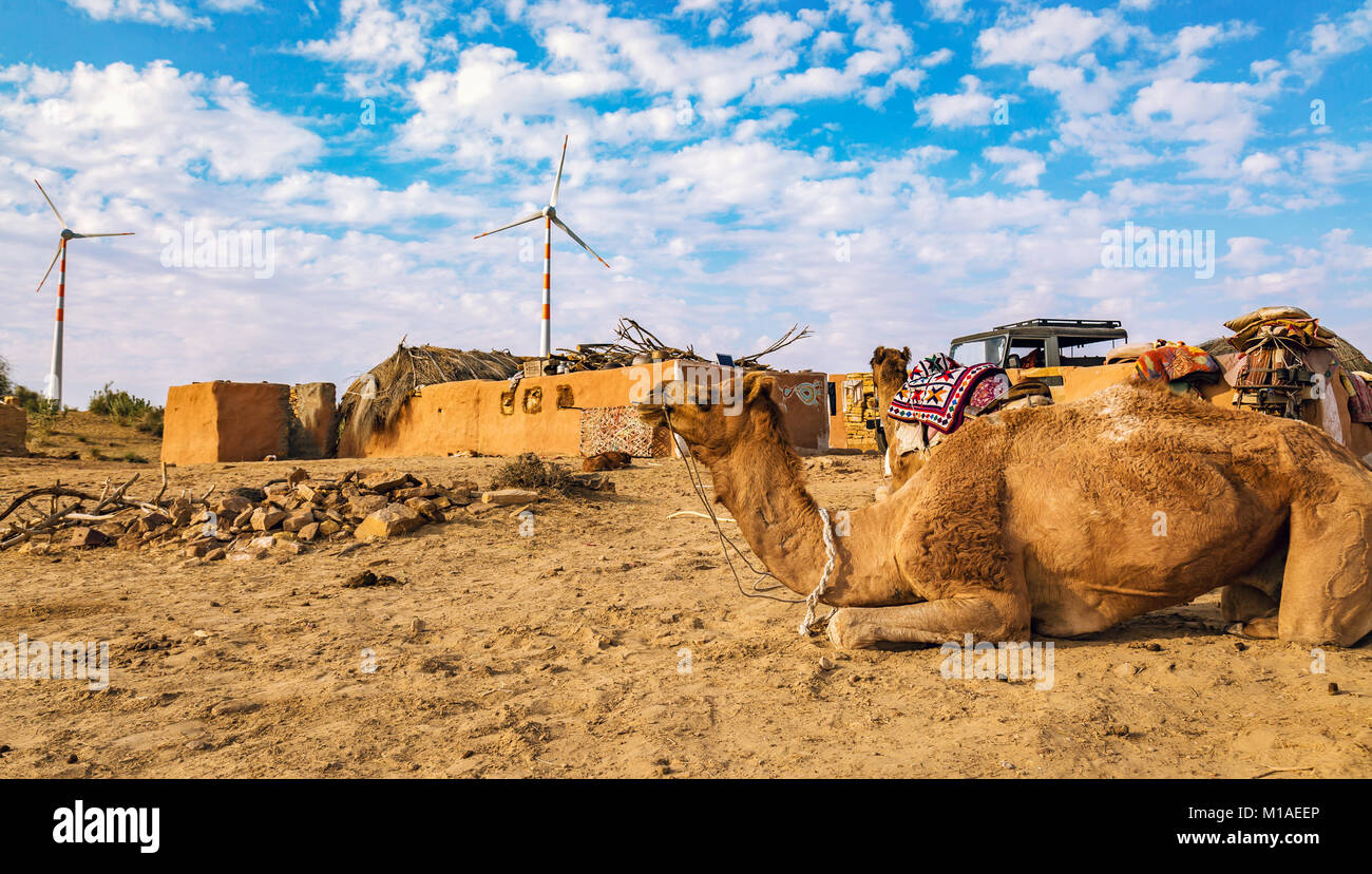 Cammelli utilizzati per il safari nel deserto scorre in un villaggio rurale nel deserto di Thar area di Jaisalmer, Rajasthan Foto Stock
