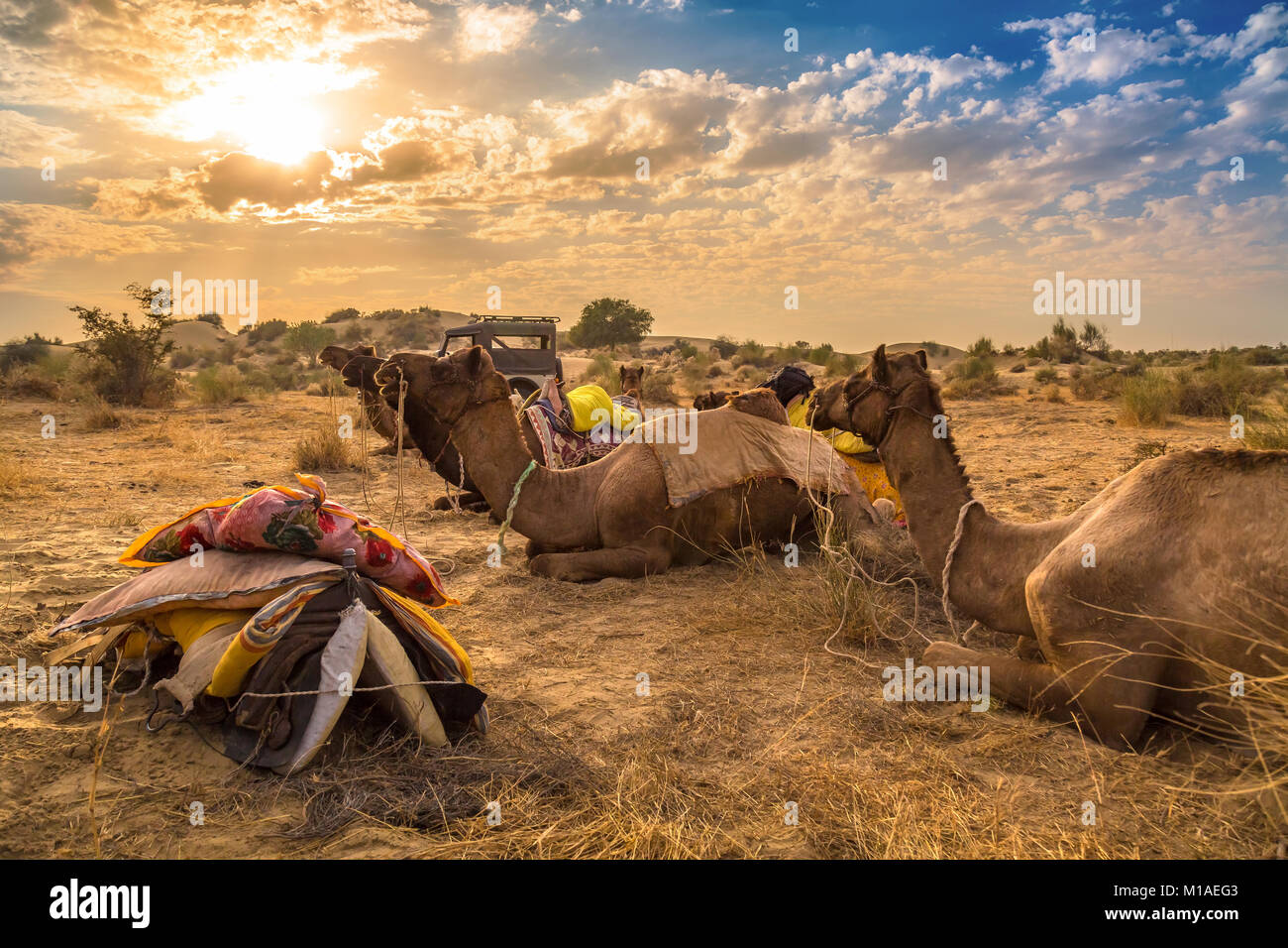 Safari cammelli resto sul deserto del Thar sabbia a Jaisalmer, Rajasthan in India al tramonto con vibrante del cielo. Foto Stock