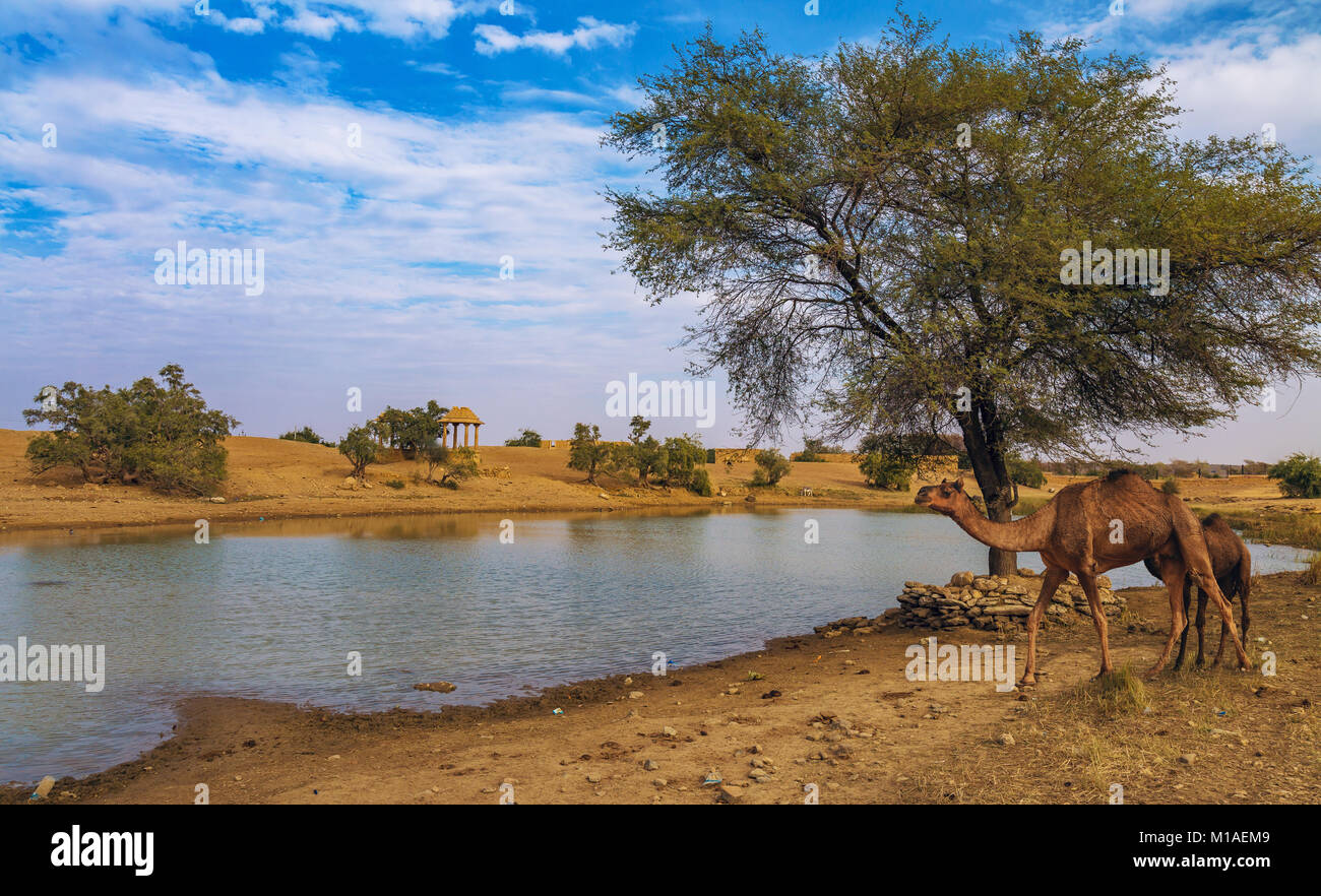 Wild cammelli vicino a un oasi al deserto di Thar area Jaisalmer, Rajasthan in India. Foto Stock