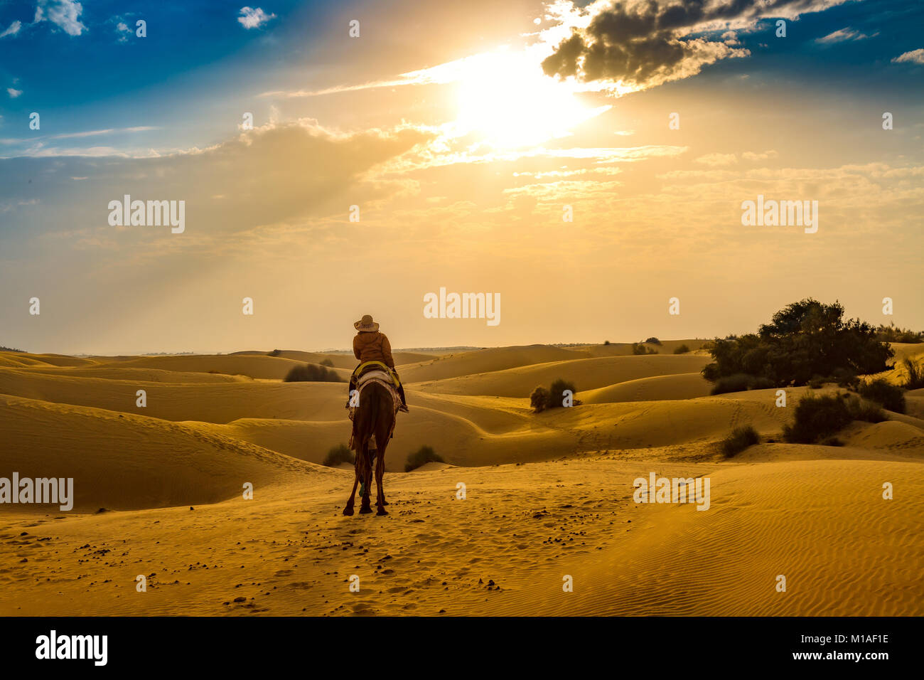 Donna tourist godetevi il camel safari presso il deserto di Thar Jaisalmer, Rajasthan al tramonto. Foto Stock