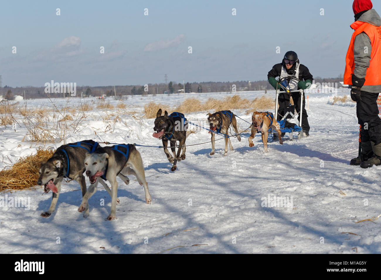L'Epiphanie, Canada 1/28/2018 . Internazionale di corsa di cani da slitta di Lanaudiere, Foto Stock