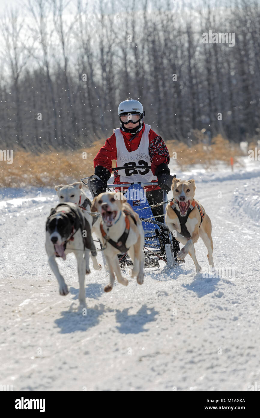 L'Epiphanie, Canada 1/28/2018 . Internazionale di corsa di cani da slitta di Lanaudiere, Foto Stock