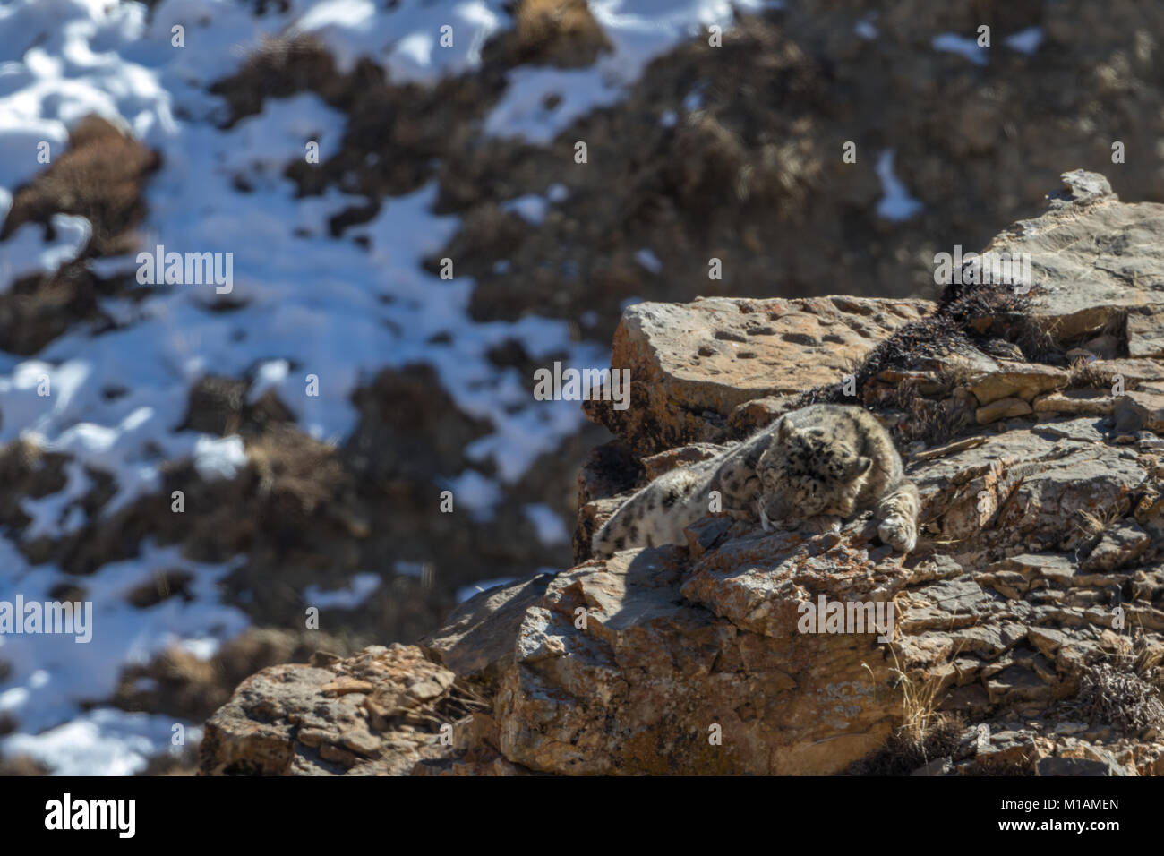 leopardo di neve selvaggia (Panthera uncia) nella Himalaya nella Valle di Spiti vicino al villaggio di Kibber, Himachal Pradesh, India Foto Stock