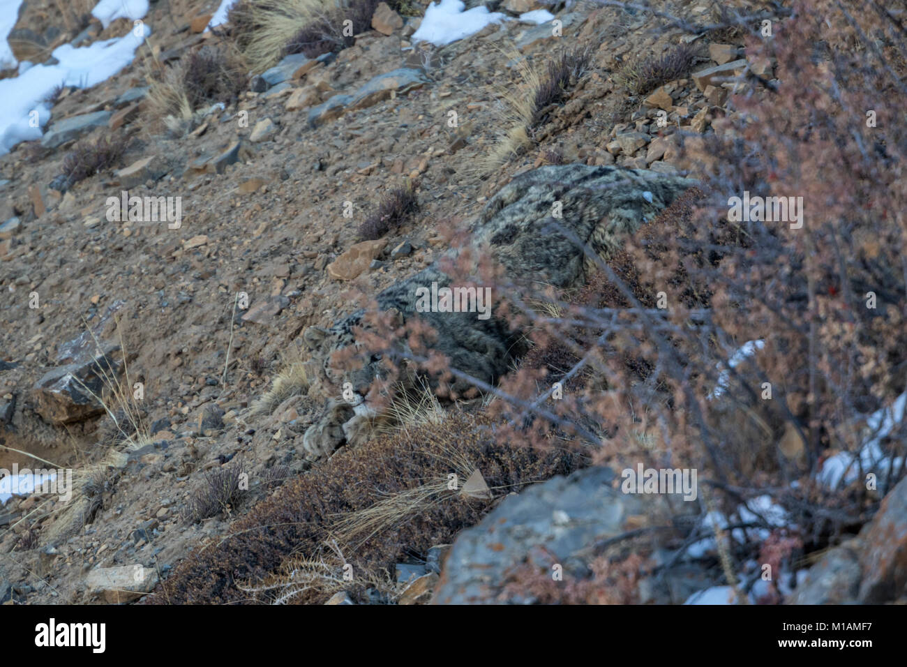leopardo di neve selvaggia (Panthera uncia) nella Himalaya nella Valle di Spiti vicino al villaggio di Kibber, Himachal Pradesh, India Foto Stock