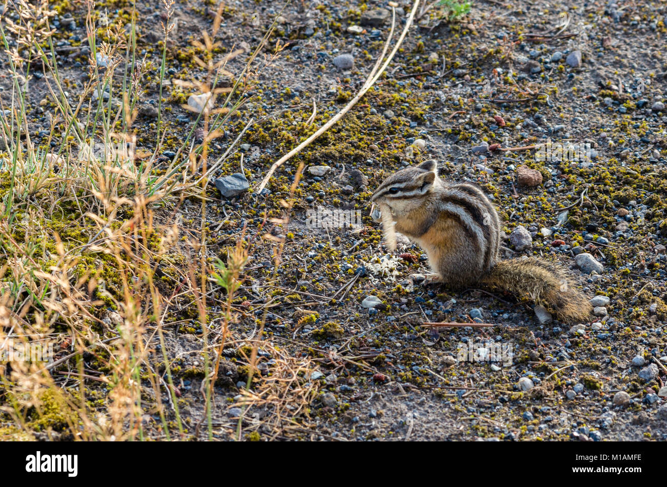 Almeno Scoiattolo striado alimentazione sulle sementi di erba. Parco Nazionale di Yellowstone Foto Stock