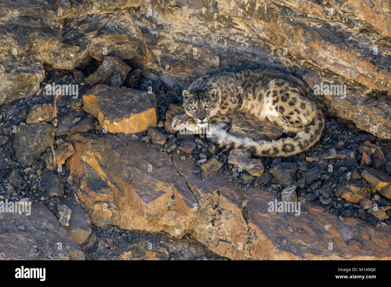 leopardo di neve selvaggia (Panthera uncia) nella Himalaya nella Valle di Spiti vicino al villaggio di Kibber, Himachal Pradesh, India Foto Stock