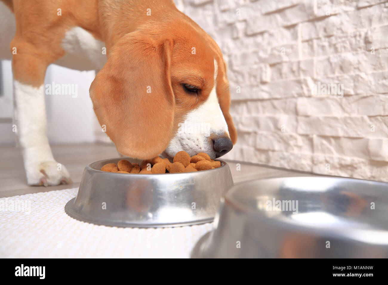 Cane Beagle mangia. Cane con ciotola piena di cane feed. Foto Stock