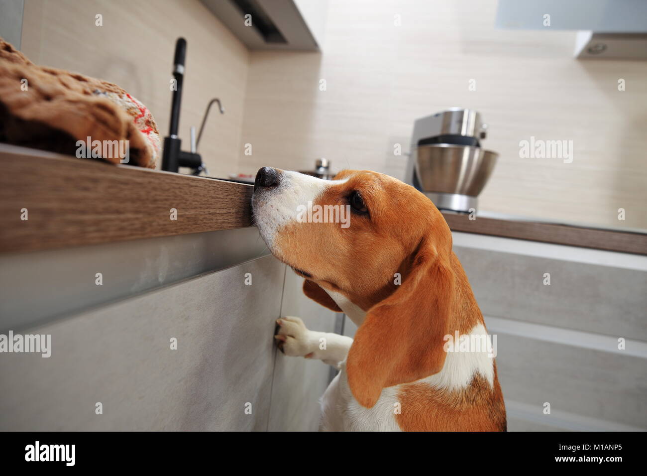 Cane Beagle sulla cucina. Cane Beagle cerca di alimentazione sulla tabella. Foto Stock