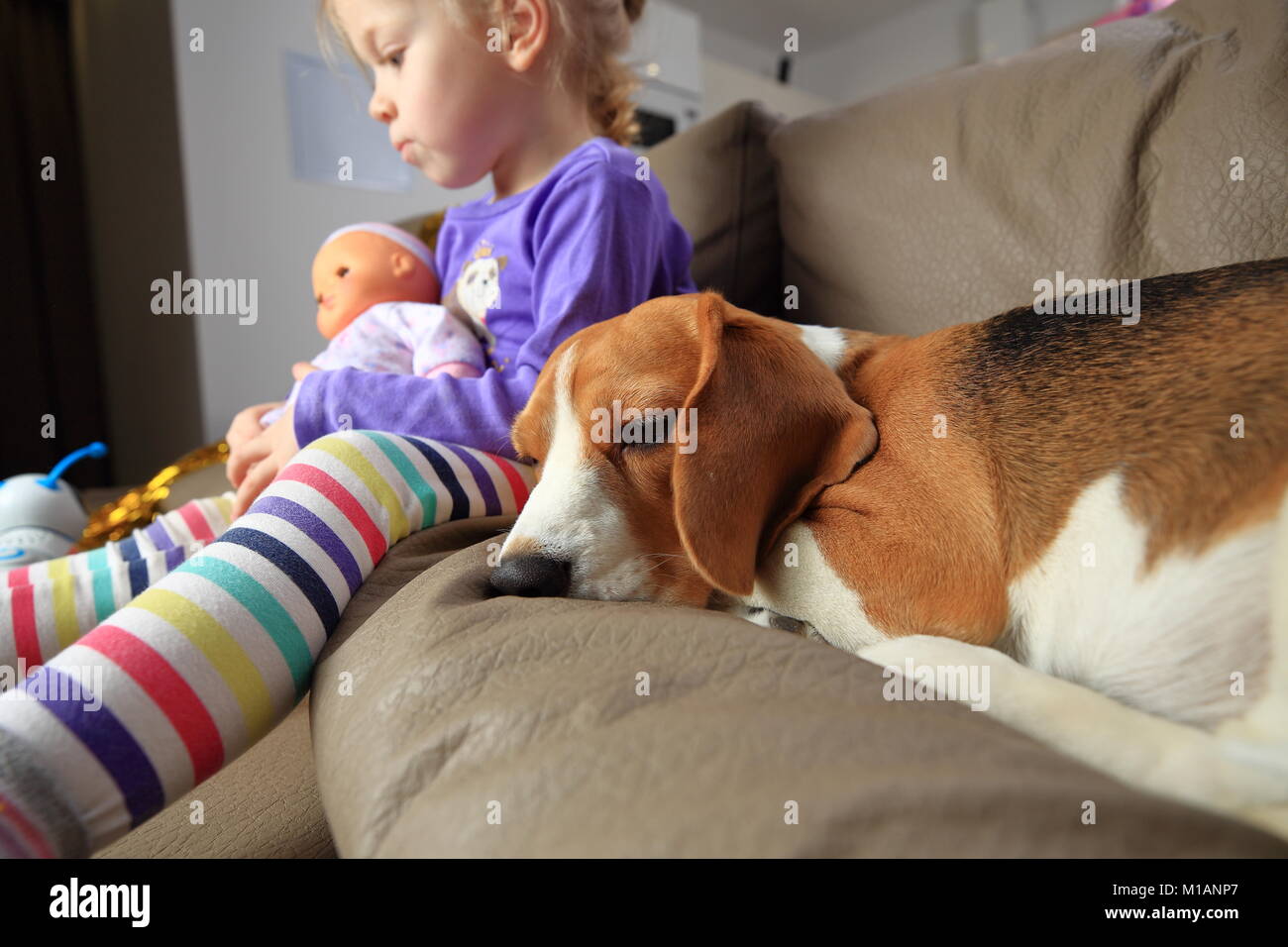 Ragazzina e il suo cane beagle resto sul divano. Cane dorme con frend bambino. Foto Stock